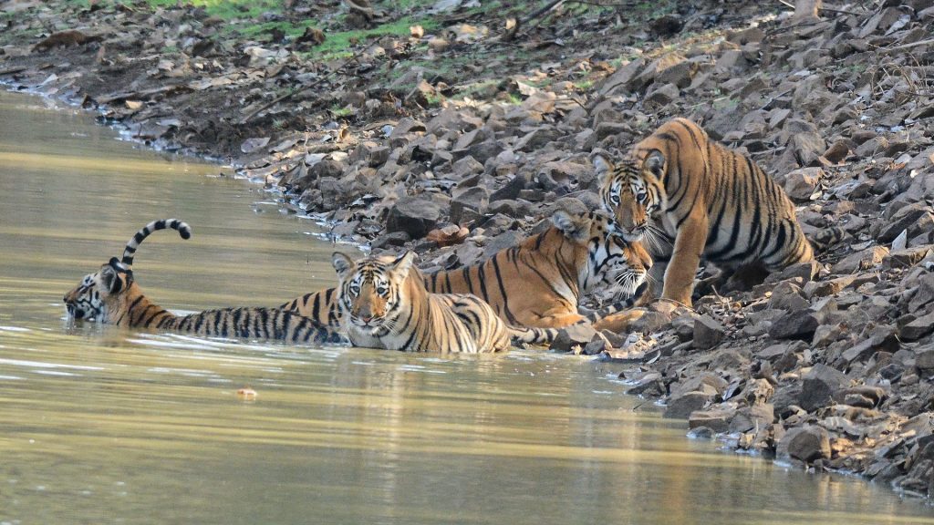 Group of Tigers, Tadoba Andhari Park