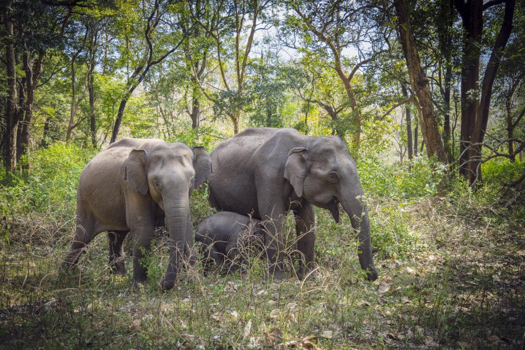 Mudumalai Wildlife Sanctuary, Ooty